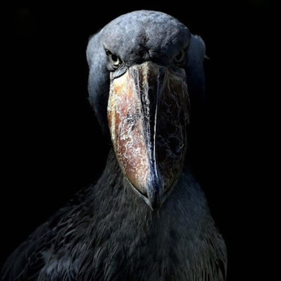 Meet your Posher, Patricia - Picture 1 of 1